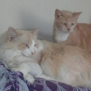 Meet your Posher, Rose